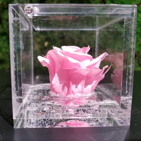 Flowercube Rosa Stabilizzata Gialla - Idea Fiori