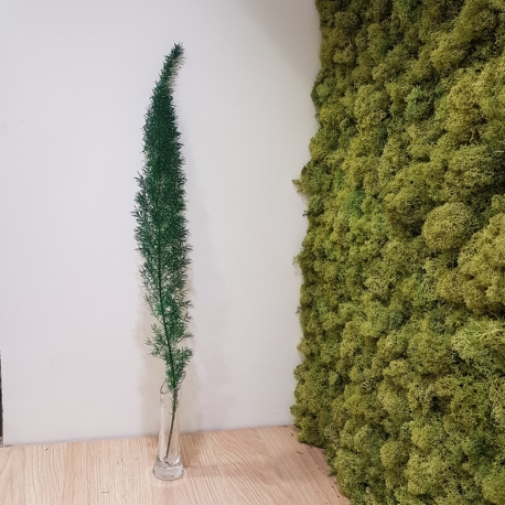 FOXTAIL FERN LIGHT GREEN