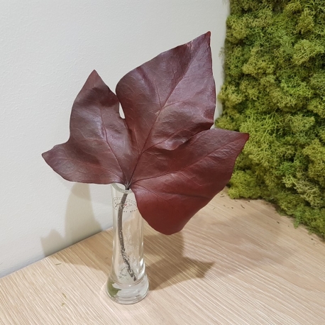 HEDERA FOGLIA RED