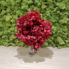 HYDRANGEA STANDARD RED