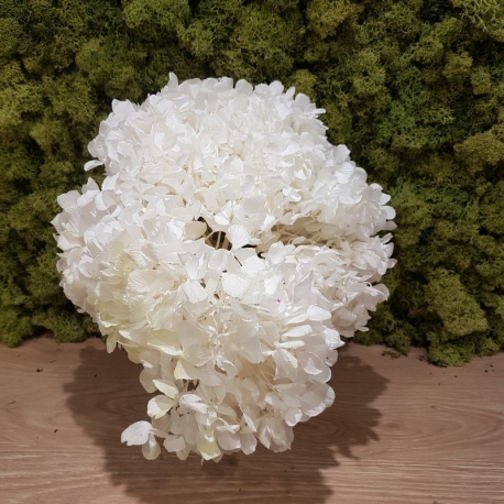 HYDRANGEA STANDARD WHITE