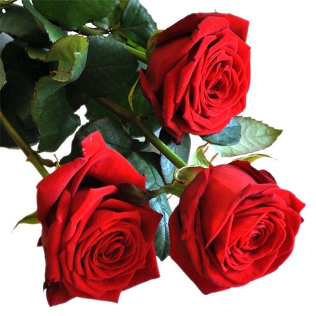 Rose rosse per San Valentino, tripudio d'amore e di passione