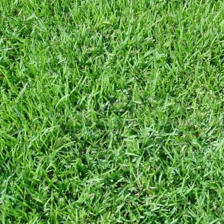 Paspalum Vaginatum