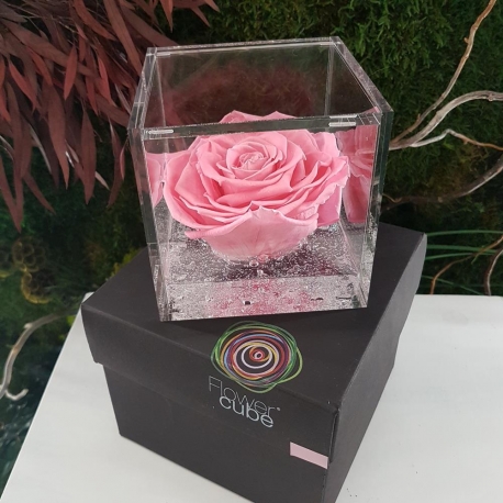 FLOWERCUBE 10X10 ROSA ROSA