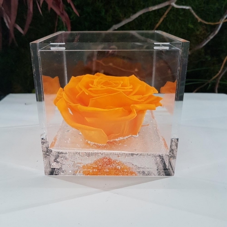 Rosa Stabilizzata Arancio - FLOWERCUBE