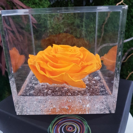 Rosa Stabilizzata Arancio - FLOWERCUBE