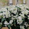 23"STEPHANOTIS SPRAY X2-white green