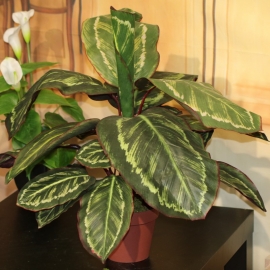 DIEFFENBACHIA X 21  INVASATA CM.50