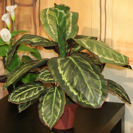 DIEFFENBACHIA X 21  INVASATA CM.50