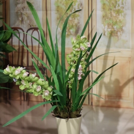 CYMBIDIUM SPRAY plant 2 FL  GREEN