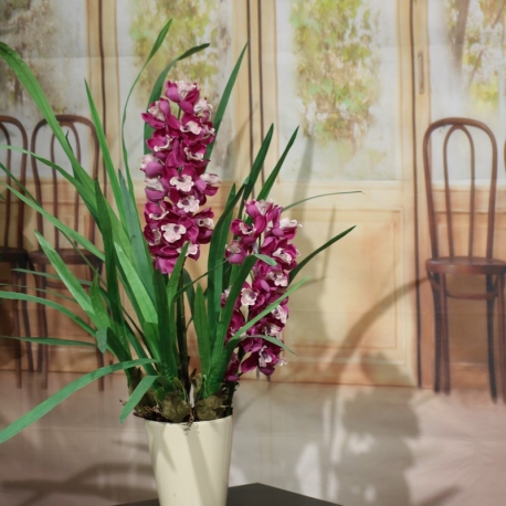 CYMBIDIUM SPRAY plant 2 FL  BEAUTY