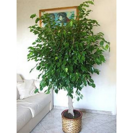 Ficus Benjamin